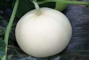 鱼虾吃梨瓜吗,探究水生动物的特殊饮食习惯