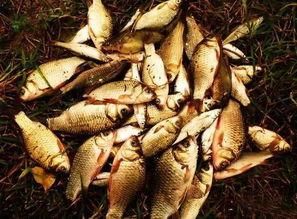 鱼虾吃梨瓜吗,探究水生动物的特殊饮食习惯