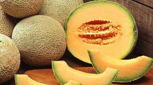 牛马吃哈密瓜,共享甜蜜的和谐画卷