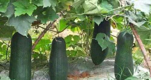 木棉说2021吃瓜,木棉说带你回顾年度瓜王争霸