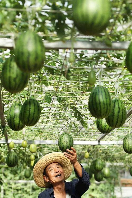 吃瓜 山西,吃瓜群众眼中的地方风情
