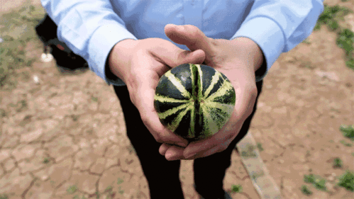 济宁吃大瓜,大瓜盛宴，味蕾狂欢之旅