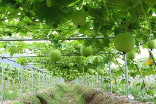 木易在吃瓜,揭秘娱乐圈幕后故事