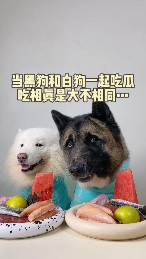 吃瓜萌宠酱,揭秘宠物界的趣味生活