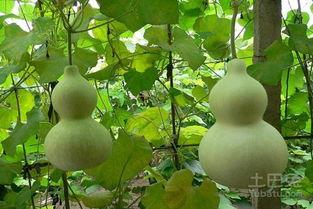 孕妇可吃葫芦瓜不,营养美味两不误