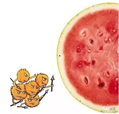 吃西瓜吃到坏瓜,揭秘坏瓜背后的故事