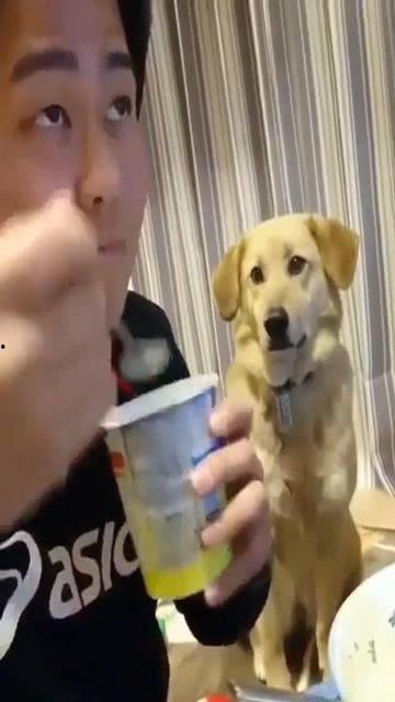 狗子与我给点瓜吃,共享瓜果时光