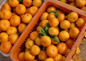 梦见自己吃橘子和白瓜,橘香瓜甜，探寻梦境中的味蕾之旅